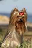 YORKSHIRE TERRIER 370
